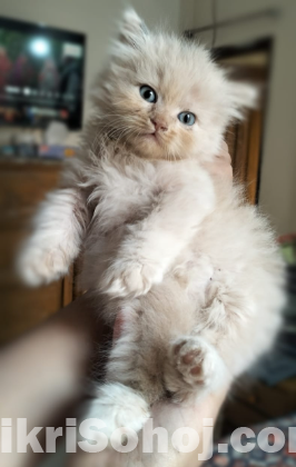 Traditional Persian male kitten